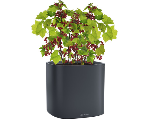 Groseille rouge dans un pot