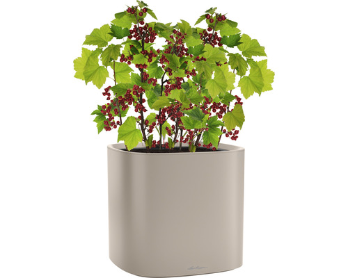 Johannisbeerstrauch mit roten Früchten in einem Pflanzgefäß