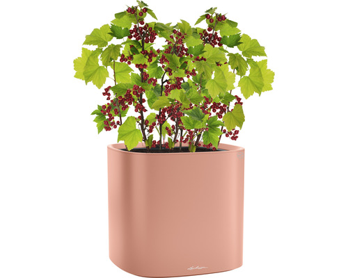 Johannisbeerstrauch in Pflanzgefäß