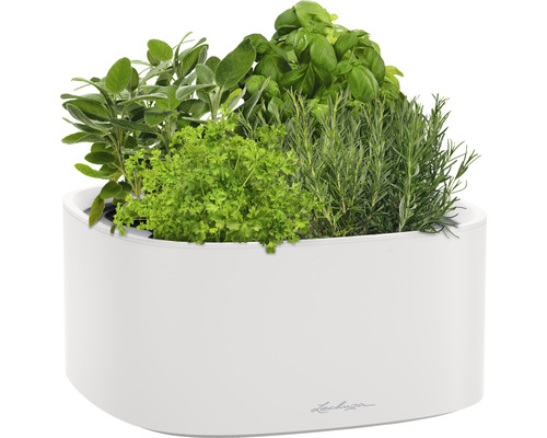 Kräutergarten in weißem Pflanzgefäß mit Salbei, Petersilie, Basilikum und Rosmarin