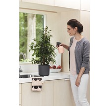 Frau besprüht Zimmerpflanze Ficus Benjamini mit Sprühflasche in Küche