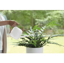 Eine Person gießt eine Zimmerpflanze mit einer Gießkanne.