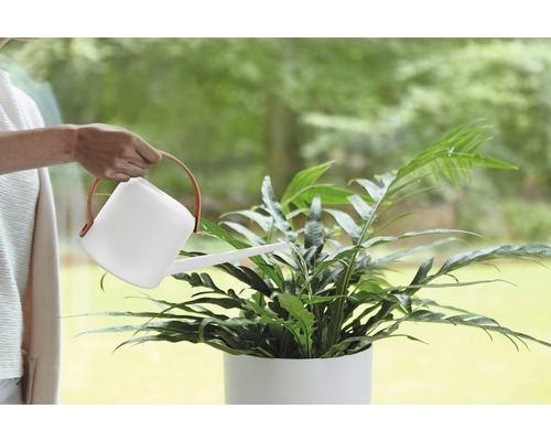 Eine Person gießt eine Zimmerpflanze mit einer Gießkanne.