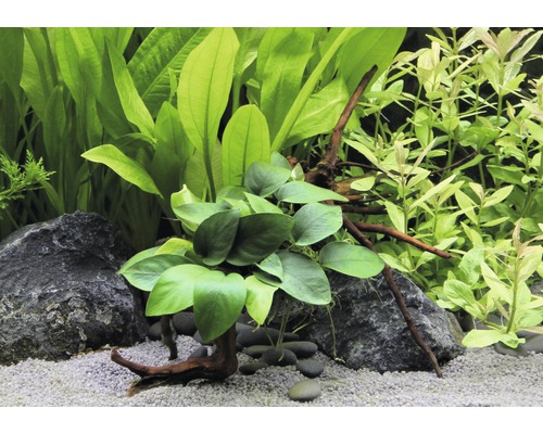 Arrangement de plantes d''aquarium avec des pierres, du gravier et du bois flotté