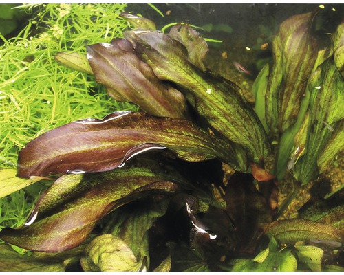 Aquarium mit Echinodorus-Pflanzen