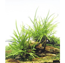 Javafarn Trident - Microsorum Trident Spiderwood ca. 15 x 8 x 14 cm
