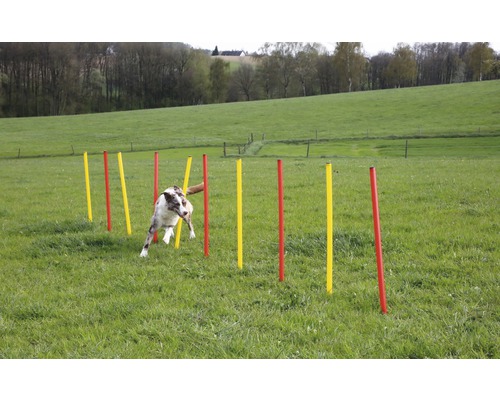 Un chien effectue un slalom avec des bâtons sur une pelouse.