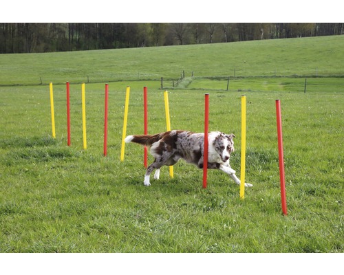 Un chien court un parcours de slalom à l''extérieur avec des poteaux jaunes et rouges.