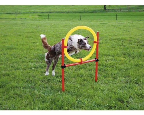 Un chien saute à travers un cerceau d''agilité dans le jardin.