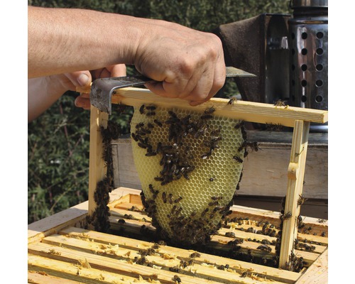 Apiculteur retirant un cadre de ruche d''une ruche à l''aide d''un ciseau à bois