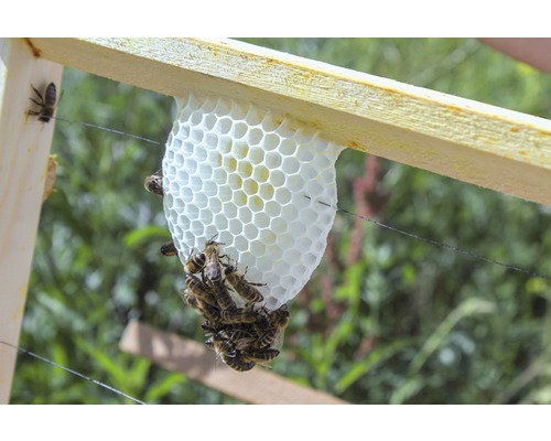 Gâteau de cire avec des abeilles sur un cadre en bois