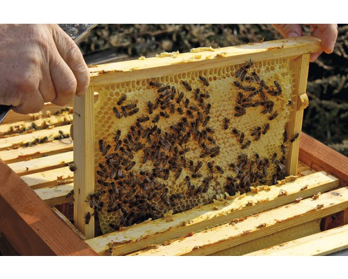 Rayon de miel dans un cadre en bois avec des abeilles