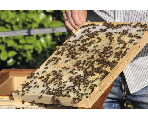 Rayon de miel dans un cadre en bois avec des abeilles