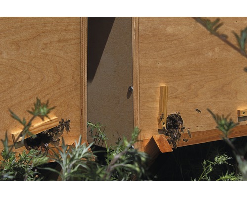 Ruche en bois avec des abeilles