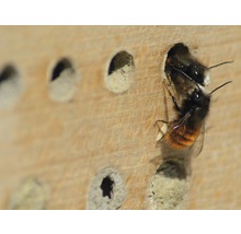 Hôtel à insectes, nichoir professionnel pour abeilles sauvages avec cadre 45 x 15 x 31 cm-thumb-10