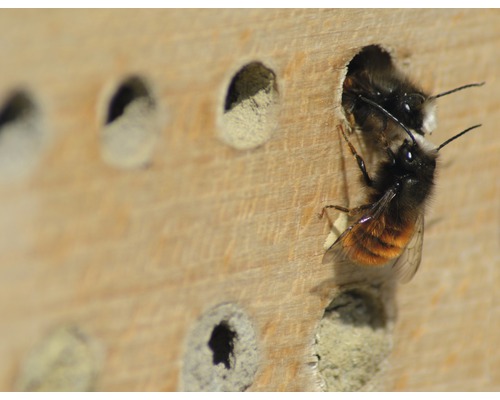 Nahaufnahme von Wildbienen vor einem Insektenhotel
