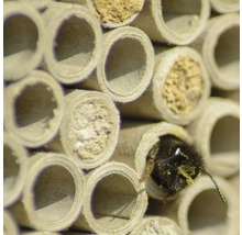 Hôtel à insectes, nichoir professionnel pour abeilles sauvages avec cadre 45 x 15 x 31 cm-thumb-11