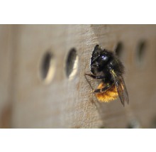 Hôtel à insectes, nichoir professionnel pour abeilles sauvages avec cadre 45 x 15 x 31 cm-thumb-9