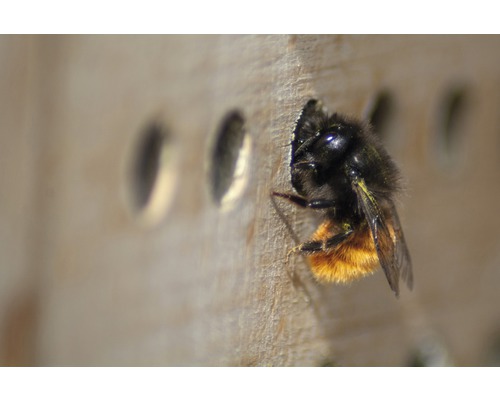 Nahaufnahme einer Mauerbiene an einem Insektenhotel