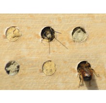 Hôtel à insectes, nichoir professionnel pour abeilles sauvages avec cadre 45 x 15 x 31 cm-thumb-12