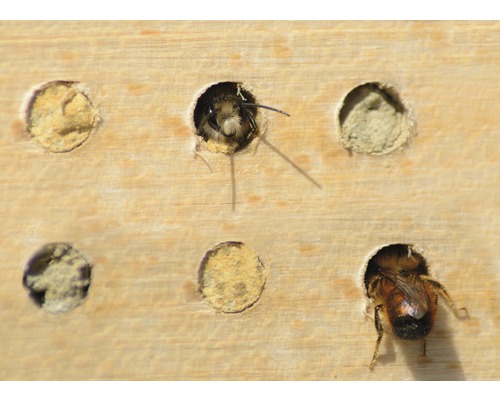 Nahaufnahme eines Insektenhotels mit Wildbienen