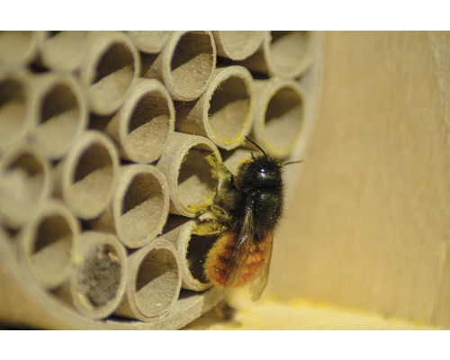 Nahaufnahme eines Wildbienenhauses mit einer einzelnen Biene, die an einem der Röhrchen sitzt
