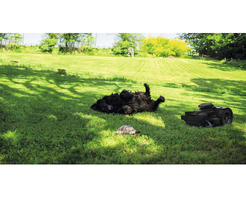 Szene im Garten mit Rasenmähroboter, Hund und Schildkröte