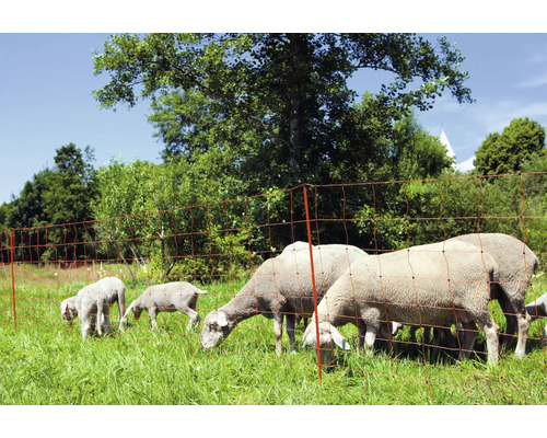 Des moutons et des agneaux broutent dans un pré derrière une clôture électrique.