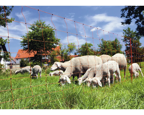Moutons dans un pâturage derrière une clôture à moutons