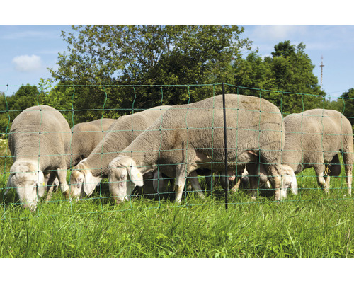 Moutons dans un pré derrière une clôture à moutons