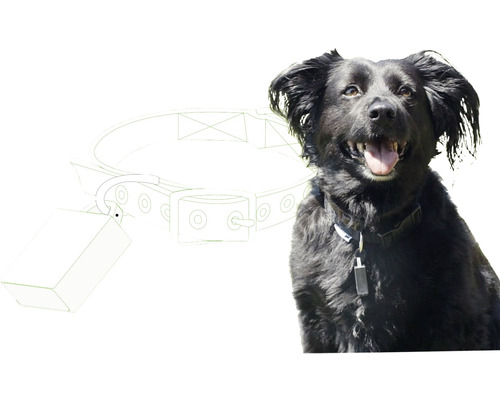 Schwarzer Hund mit Hundehalsband und Anhänger, schematische Darstellung eines Hundehalsbands