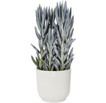 Plante grasse dans un cache-pot rainuré comme décoration