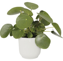 Pilea dans un pot