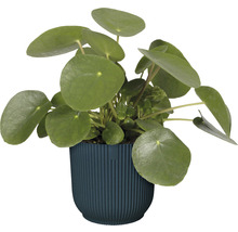 Plante à monnaie chinoise en pot