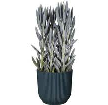 Cache-pot elho Vibes fold plastique Ø 22 cm h 20,1 cm bleu profond