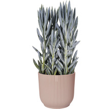 Senecio cylindricus Sukkulente im Topf
