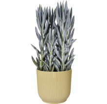 Senecio im Topf