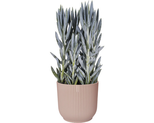 Plante grasse Senecio cylindricus en pot