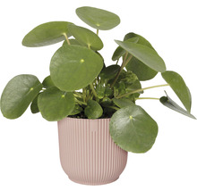 Pilea peperomioides en pot