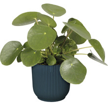 Plante à monnaie chinoise en pot
