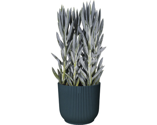 Plante en pot avec des feuilles ressemblant à des plantes grasses dans un pot rainuré