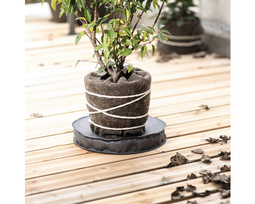 Plante en pot de feutre avec soucoupe sur terrasse en bois
