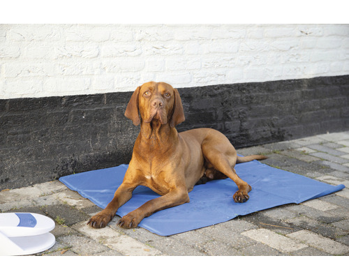 Hund liegt auf einer Kühlmatte