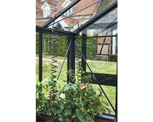 Tomatenpflanzen mit Rankhilfe im Gewächshaus