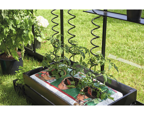 Tomatenpflanzen mit Rankhilfe in einem Hochbeet