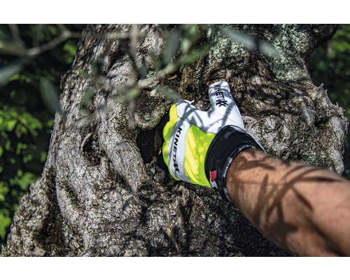 Eine Hand mit Arbeitshandschuh untersucht ein Loch in einem Baumstamm.