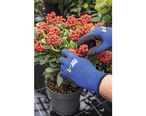 Des mains avec des gants de jardin coupent une plante d''intérieur avec des baies rouges dans un pot.