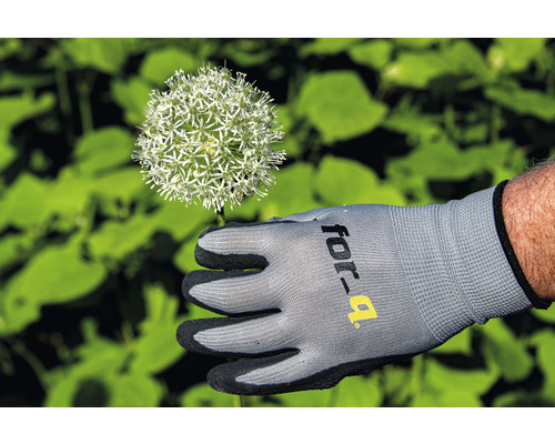 Gant de jardin avec fleur d''Allium
