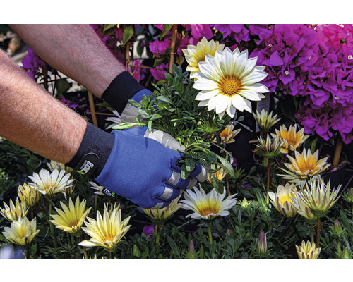 Jardinage avec des gants de jardin entre des gazanias et des bougainvilliers