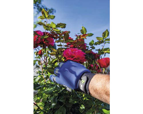 Une main gantée de jardinage cueille une rose rouge sur un rosier.